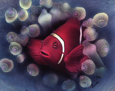 Clown Fish
